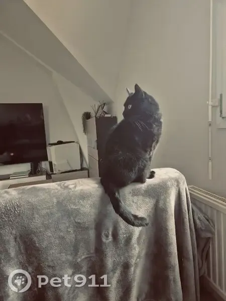 Chat mâle noir perdu au Horps - photo