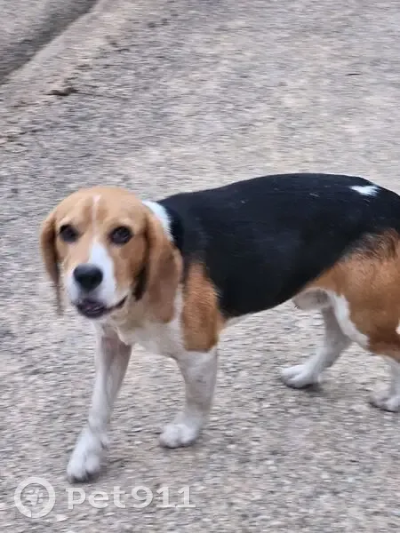 Beagle docile trouvé, semble maltraité - photo