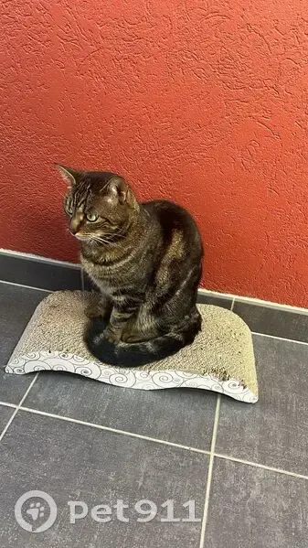 Chatte tigrée perdue à Saxel - photo