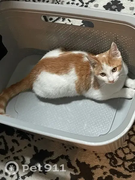 Chat mâle roux perdu à Tayrac - photo