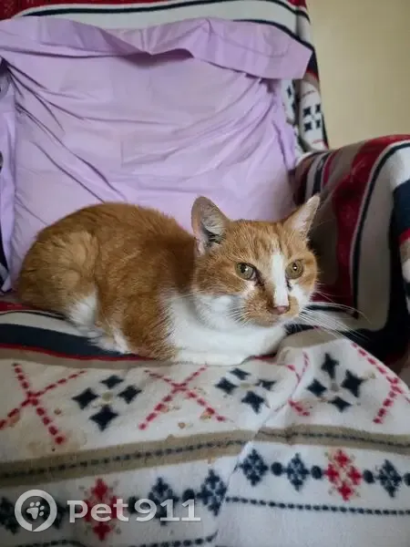 Chat roux et blanc trouvé à Lambersart - photo