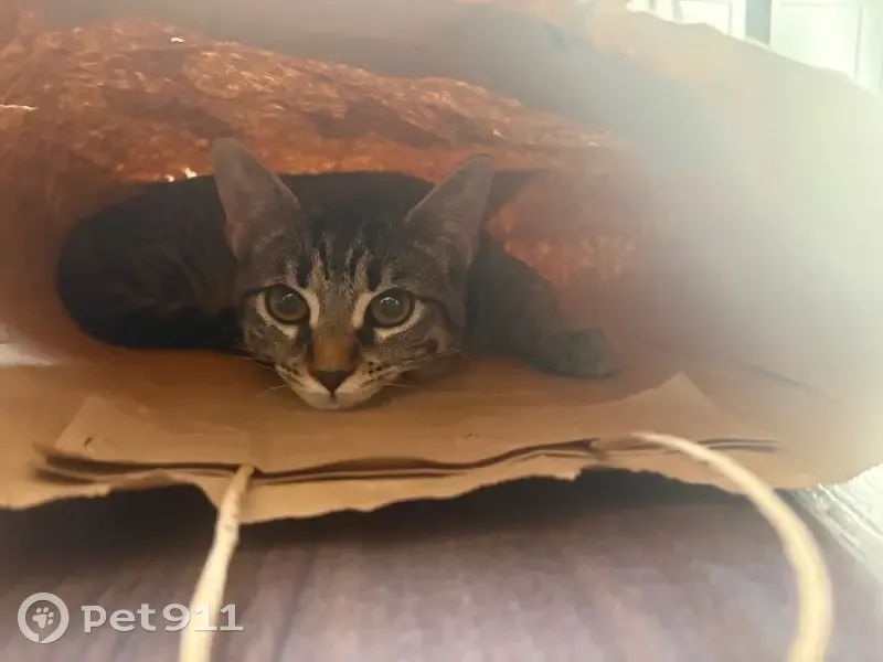 Chat tigré perdu à Cannes - photo