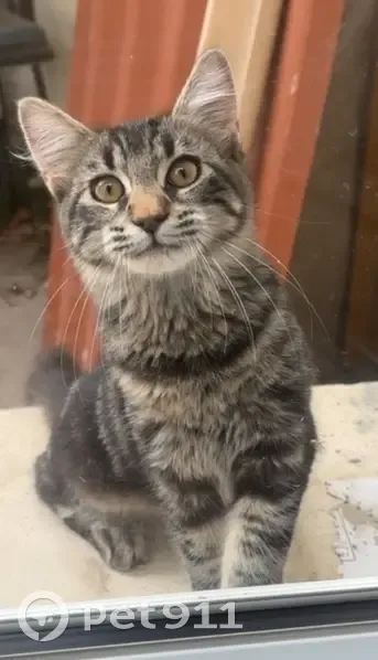 Chat trouvé à Frouzins, très joueur et câlin - photo