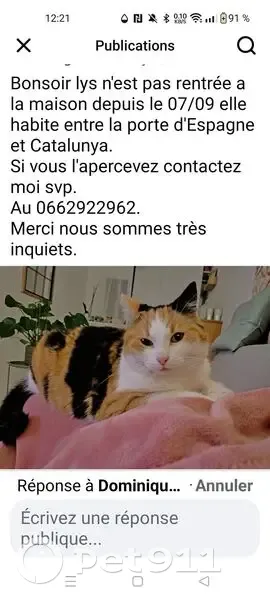 Chatte perdue, tricolore, pucée, Perpignan - photo