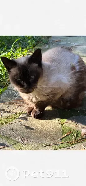 Chat perdue à Fontenay-aux-Roses - photo