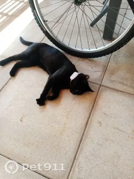 Chatte noire trouvée avec GPS rose Frouzins - photo