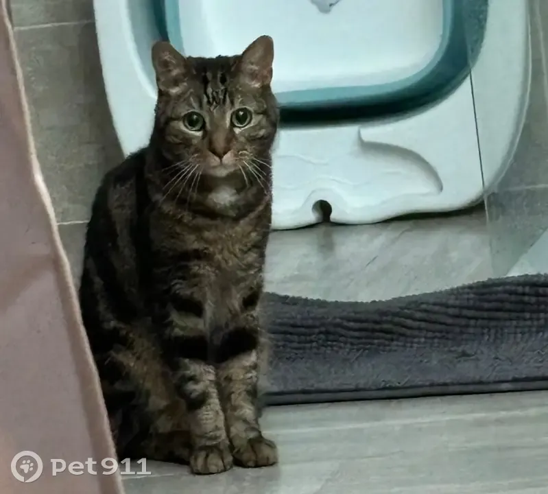 Chat mince perdu, tatoué, Rue Canet Cély - photo