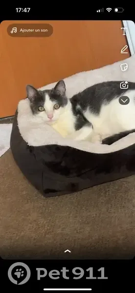 Chat perdu, yeux qui coulent à Cergy - photo
