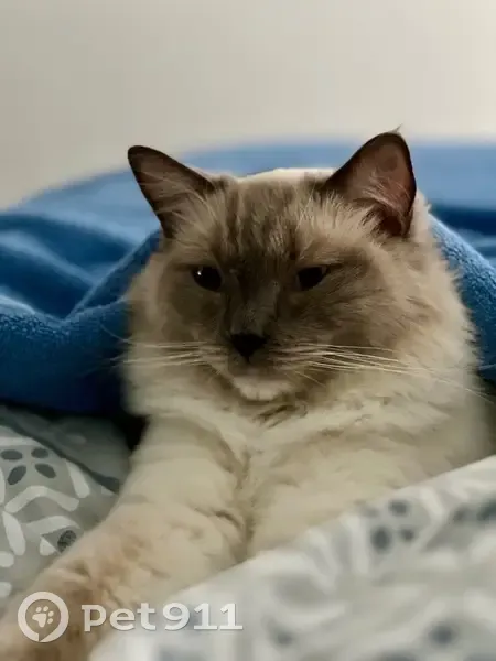 Chat Ragdoll perdu à Beauziac - photo