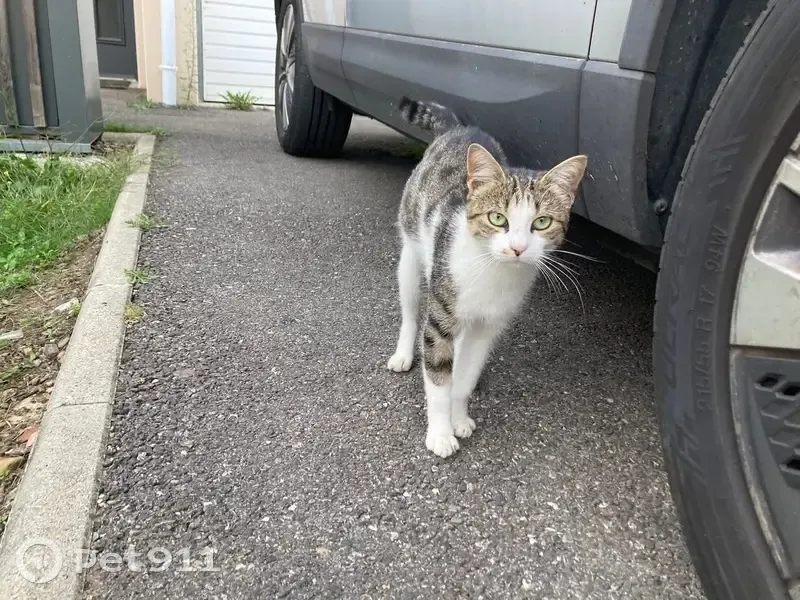 Chatte blanche/grise trouvée, queue cassée - photo