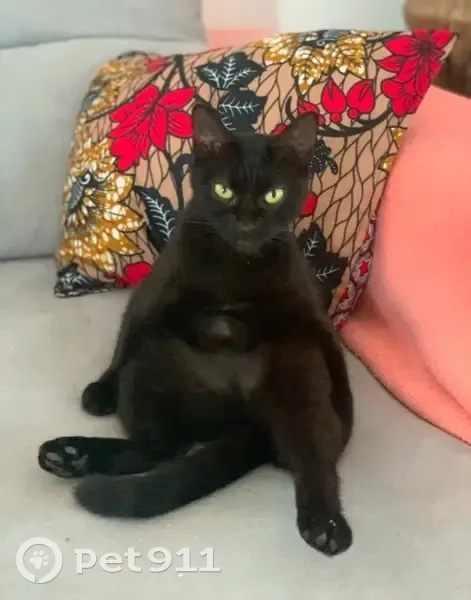Chatte noire perdue à Mureils, 2 ans - photo