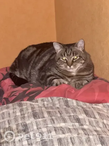 Chat européen tigrée perdue à Taverny - photo