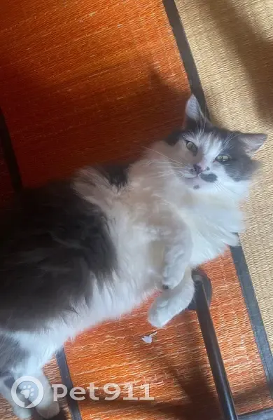 Chat perdu : Moustache, 7 ans, Rue des Maraîchers - photo