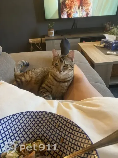 Chat perdu à Colomiers, répond à Yaïko - photo