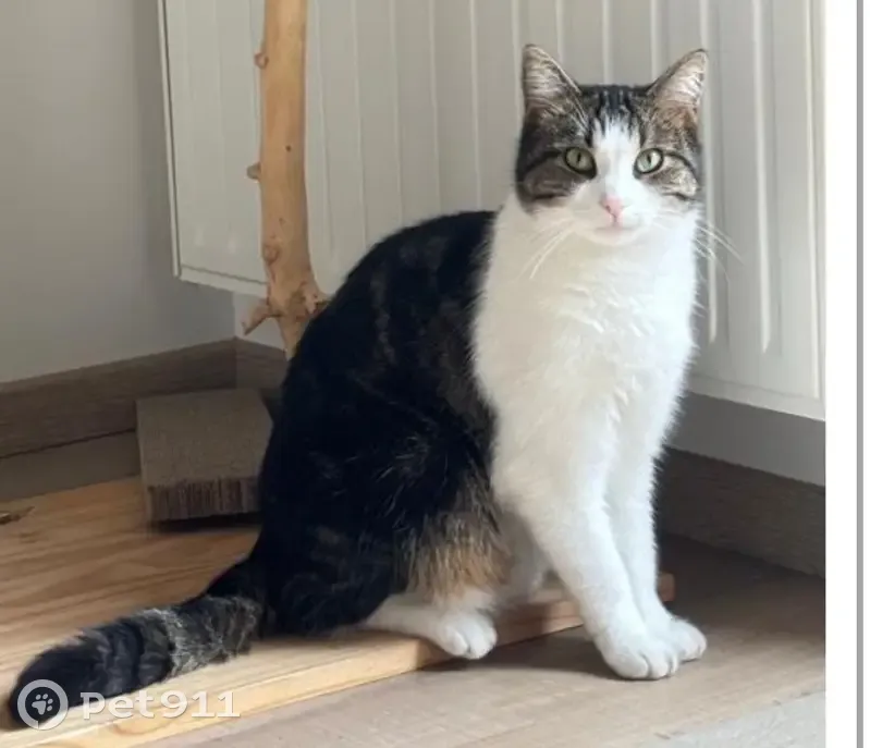 Chat perdu à Bron : Snow, mâle 4 ans - photo