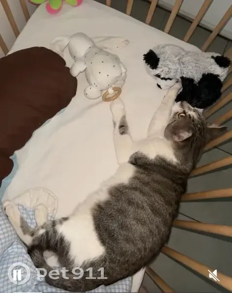 Chat tigré gris-blanc perdu à Mérignas - photo