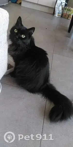 Chat perdu Condé-sur-l'Escaut, voix cassée - photo
