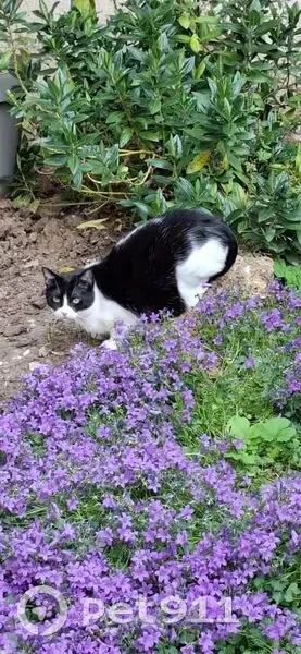 Chat perdue à L'Haÿ-les-Roses - photo