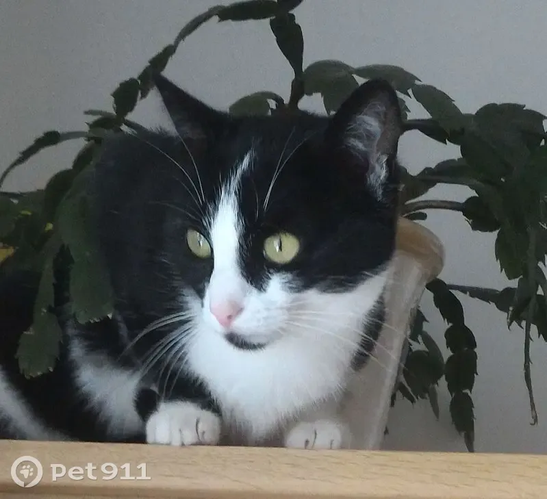 Chat perdu : noir et blanc, craintif, Pellerey - photo