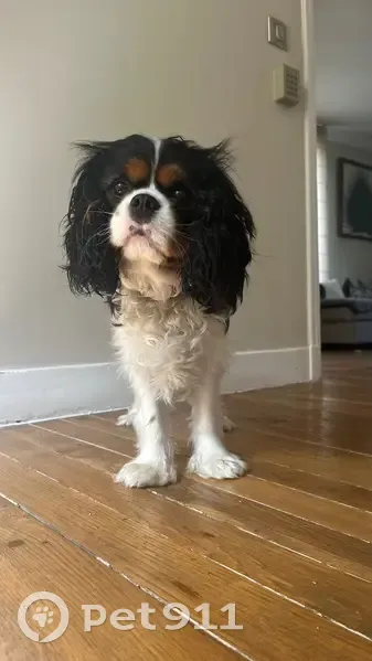Chien perdu sans queue, traitement urgent - photo