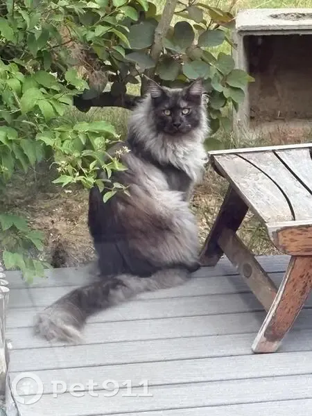 Chat Maine Coon perdu à Magny-le-Hongre - photo