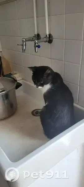 Chatte noire perdue à Mormant - photo