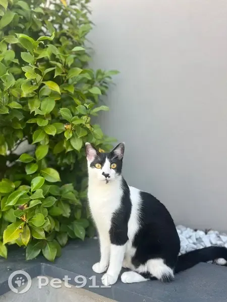 Chat perdu : Sheldon, noir et blanc, pucé - photo
