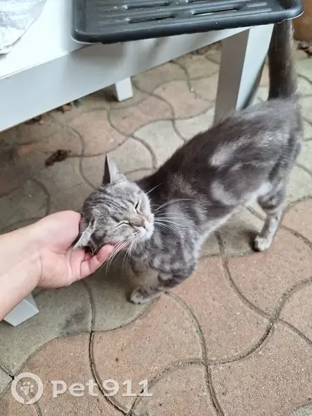 Chatte trouvée près du boulodrome de St Fons - photo
