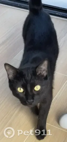 Chat noir perdu, yeux jaunes, Mûrs-Erigné - photo