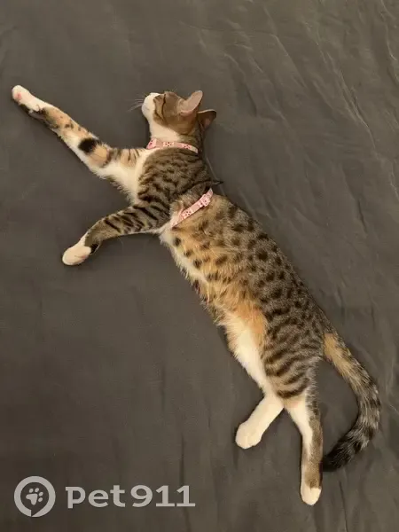 Jeune chat sociable trouvé à Thiais - photo