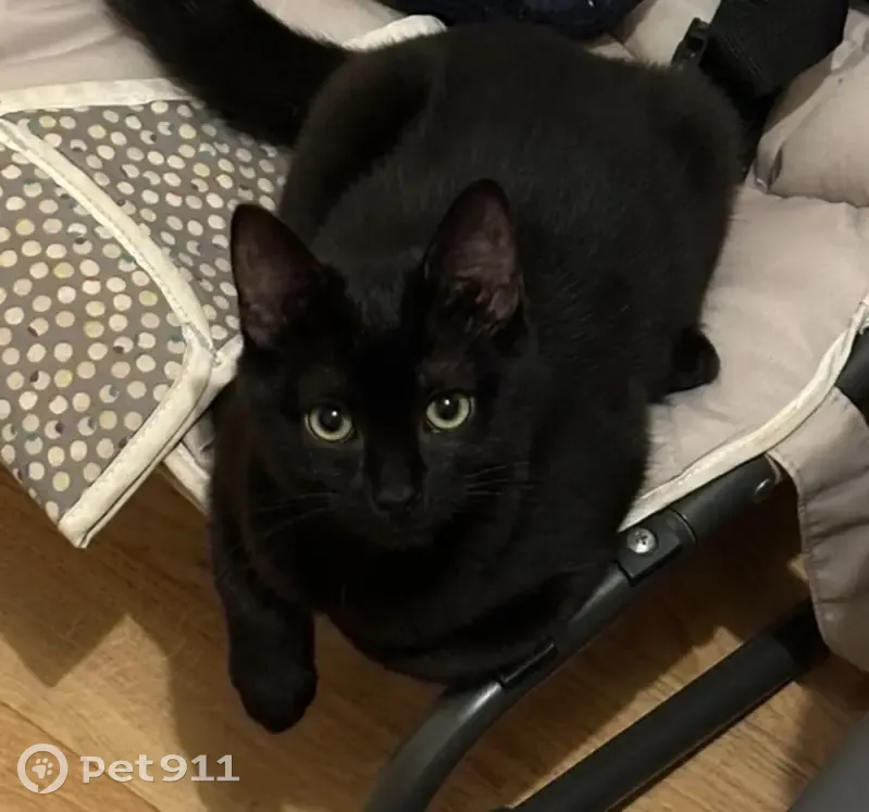 Chaton perdu à Rennes : Robine, 3 mois - photo