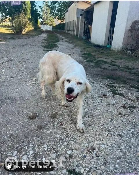 Chien perdu aux Églisottes-et-Chalaures - photo