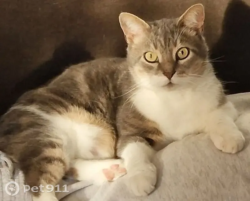 Chat perdu, gris-blanc, sans queue, Bordeaux - photo