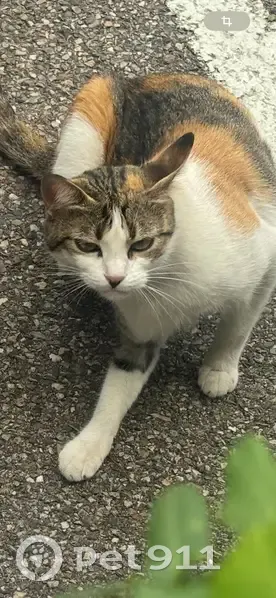 Chat câlineur trouvé sur parking hôpital - photo