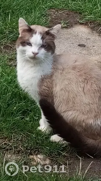 Chat blessé trouvé, Rue des 3 Maisons - photo