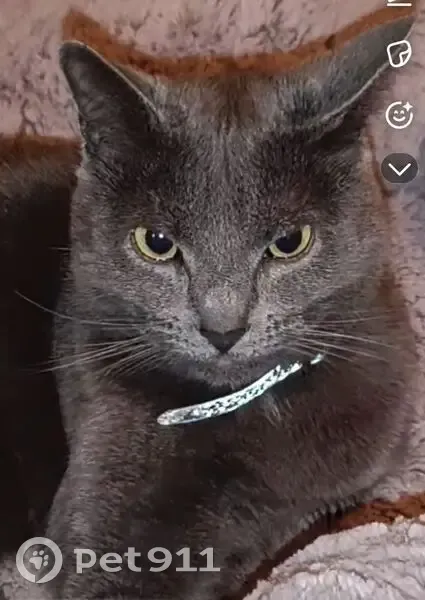 Chatte perdue, grise, craintive, Lomme - photo