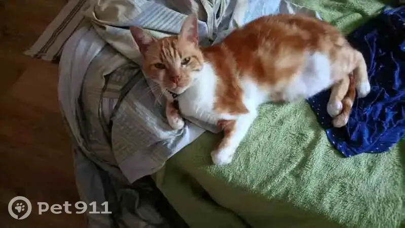 Chat perdu : Roux et blanc, Toulouse - photo