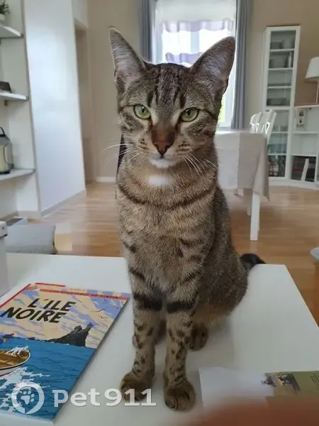 Chat tigré perdu à Soissons - photo