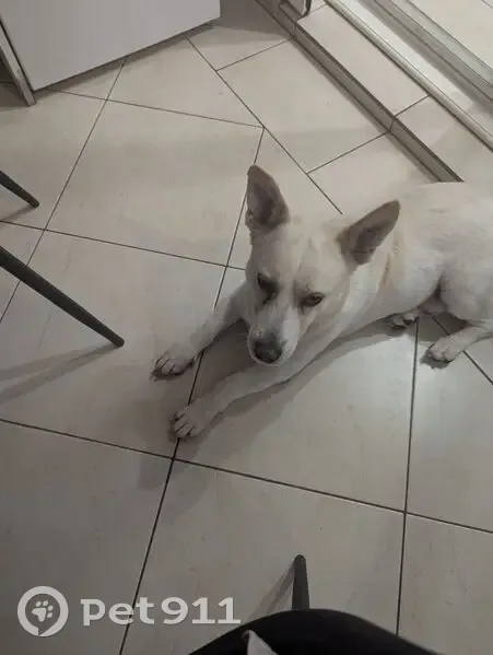 Chien mâle trouvé allée des Topazes - photo