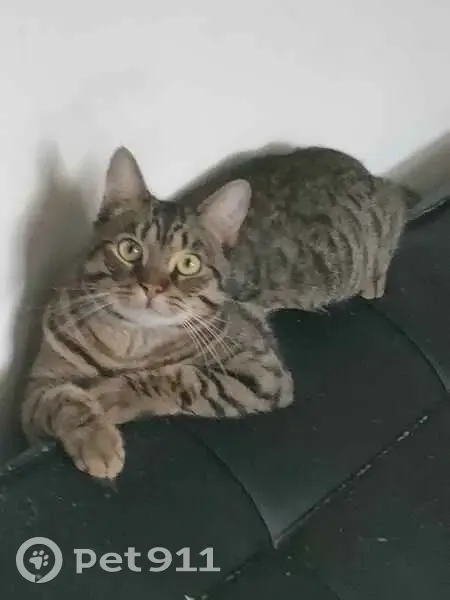 Chat mâle tigré perdu à L'Haÿ-les-Roses - photo