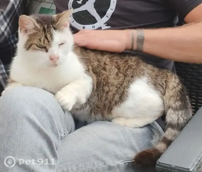 Chat européen mâle perdu à Hellemmes-Lille - photo