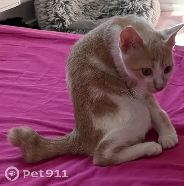 Chaton Ness perdu à Chassieu : Aidez-nous ! - photo