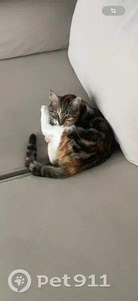 Chatte perdue, petite, patte blanche, Valenton - photo
