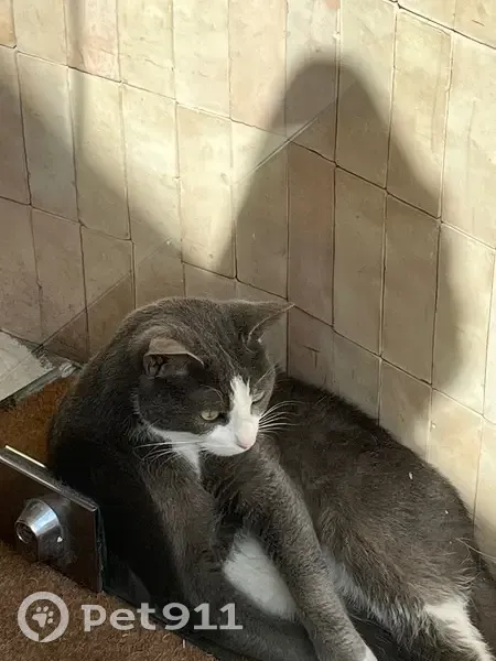 Chat mâle perdu, gris/blanc, yeux verts, Paris - photo
