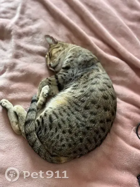Chatte perdue, bavarde à Saint-Palais - photo