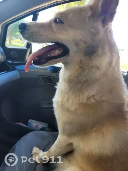 Chien beige trouvé à Preuilly-sur-Claise - photo