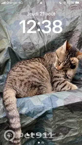 Chatte tigrée perdue à Anderlecht - photo