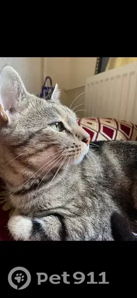 Chat perdu : Calypso, mâle tigré, 12 ans - photo