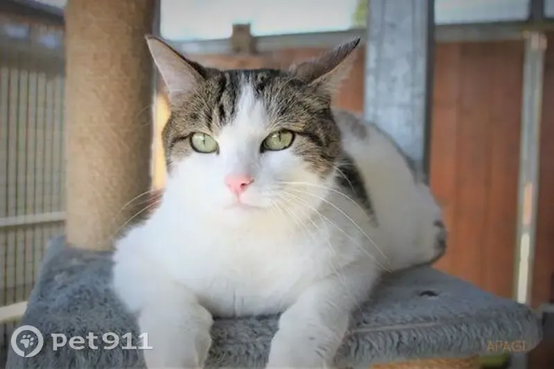 Chatte blanche perdue à Noyal-sous-Bazouges - photo