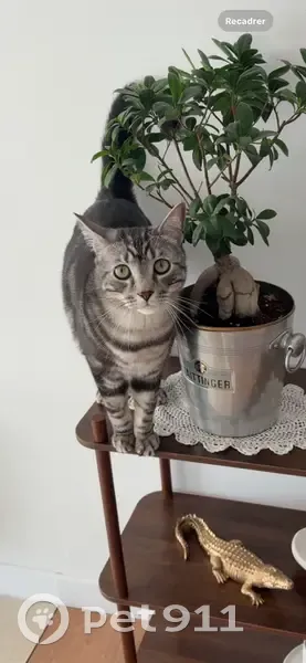 Chat perdue: Upsy, gris/blanc, Machilly - photo
